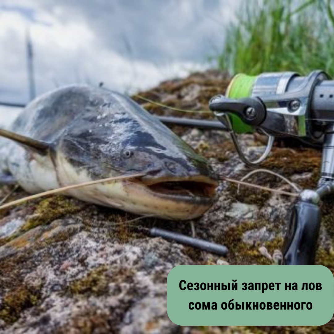 Сезонный запрет на рыболовство в Брестской области