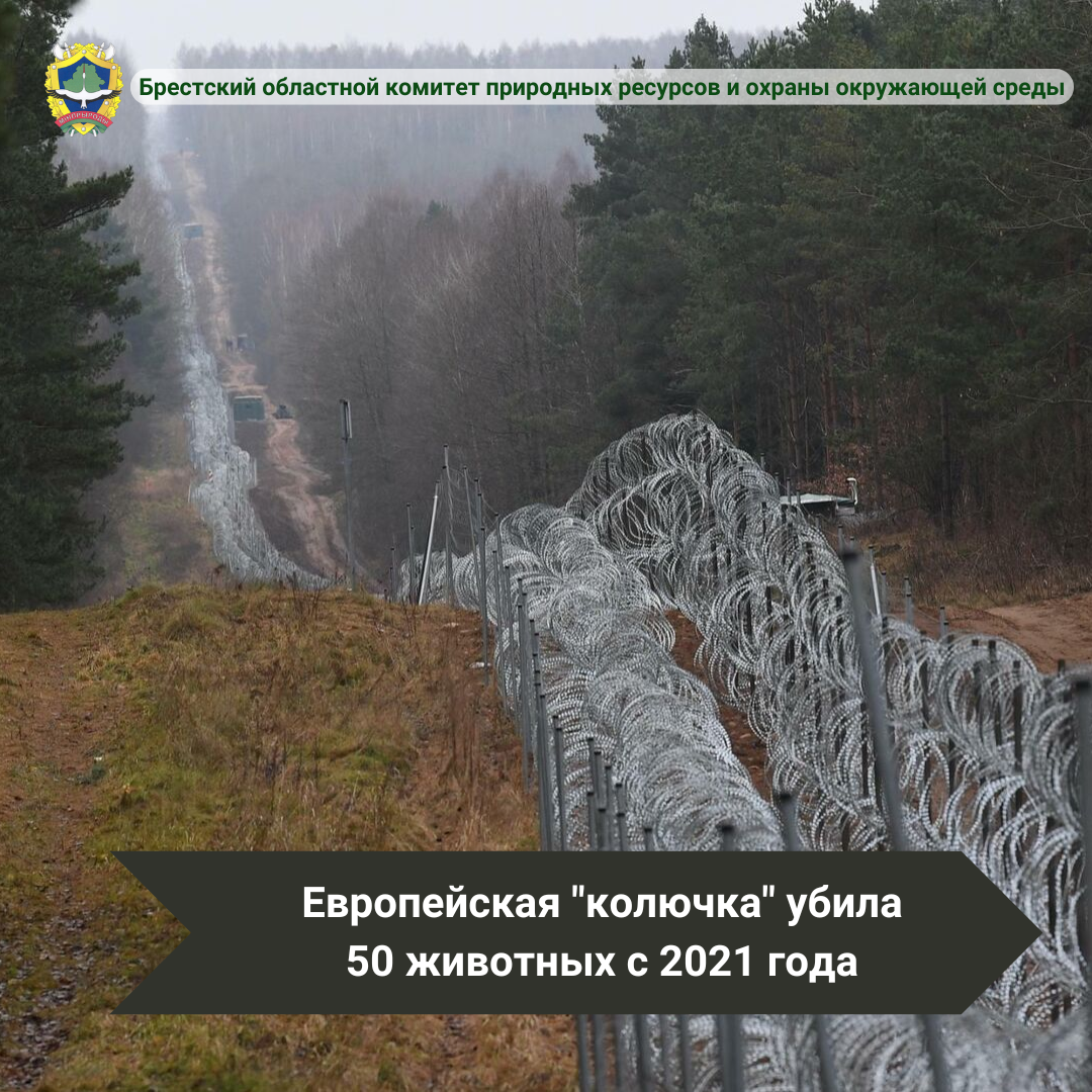 Европейская «колючка» с сентября 2021 года убила 50 животных