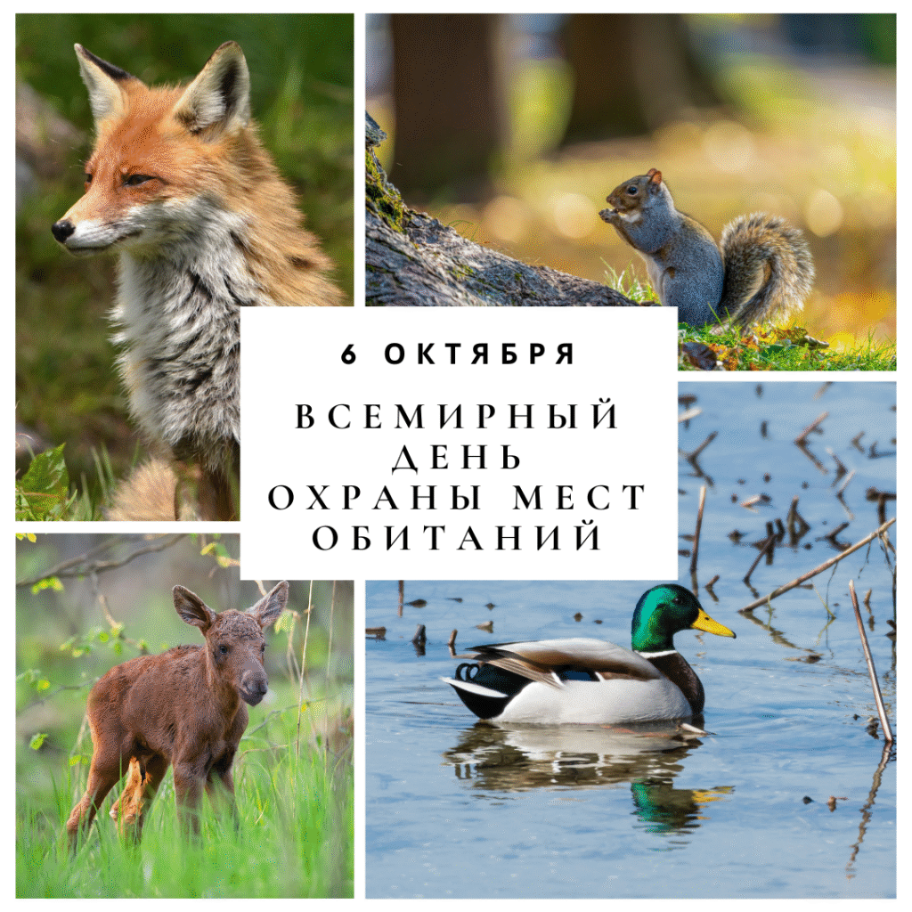 6 октября – Всемирный день охраны мест обитаний