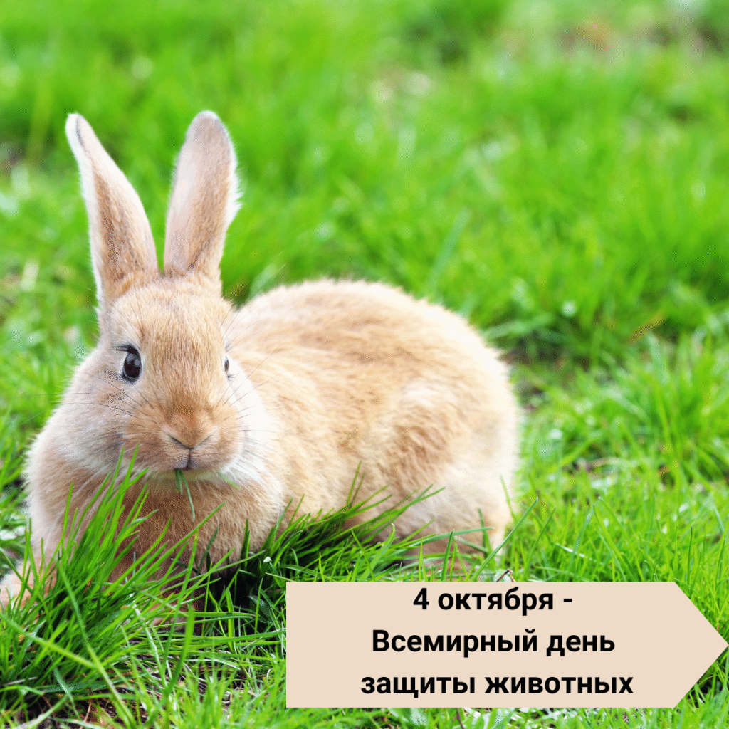 04 октября — Всемирный день защиты животных