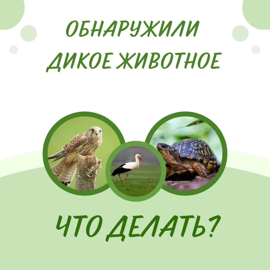 Что делать если обнаружили дикое животное?