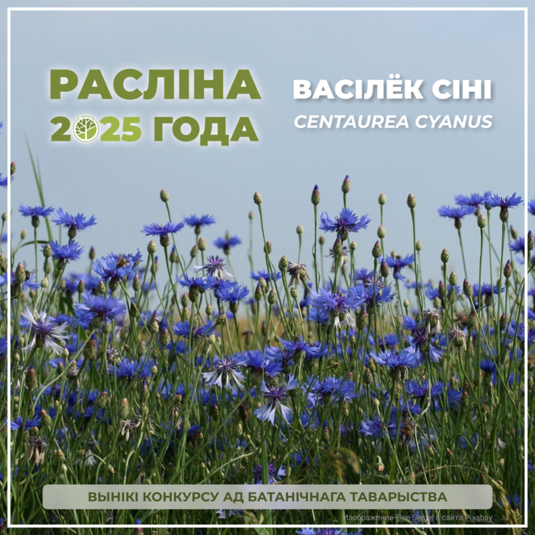 В Беларуси подведены итоги конкурса «Растение 2025 года»
