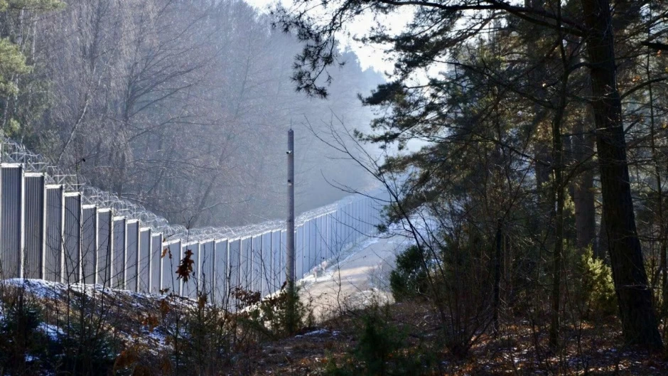Забор в Беловежской пуще: какое влияние он оказывает на популяцию зубра