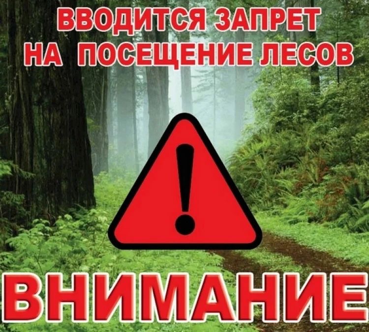 Обновлена карта запретов и ограничений на посещение лесов в районах Беларуси
