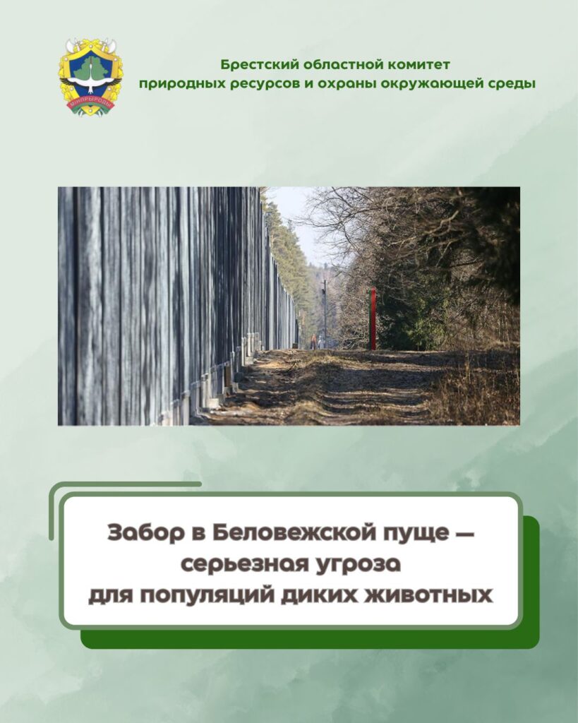 Забор в Беловежской пуще — серьезная угроза для популяции диких животных