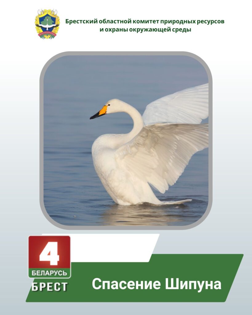 Беларусь 4 Брест: спасение Шипуна (ВИДЕО)