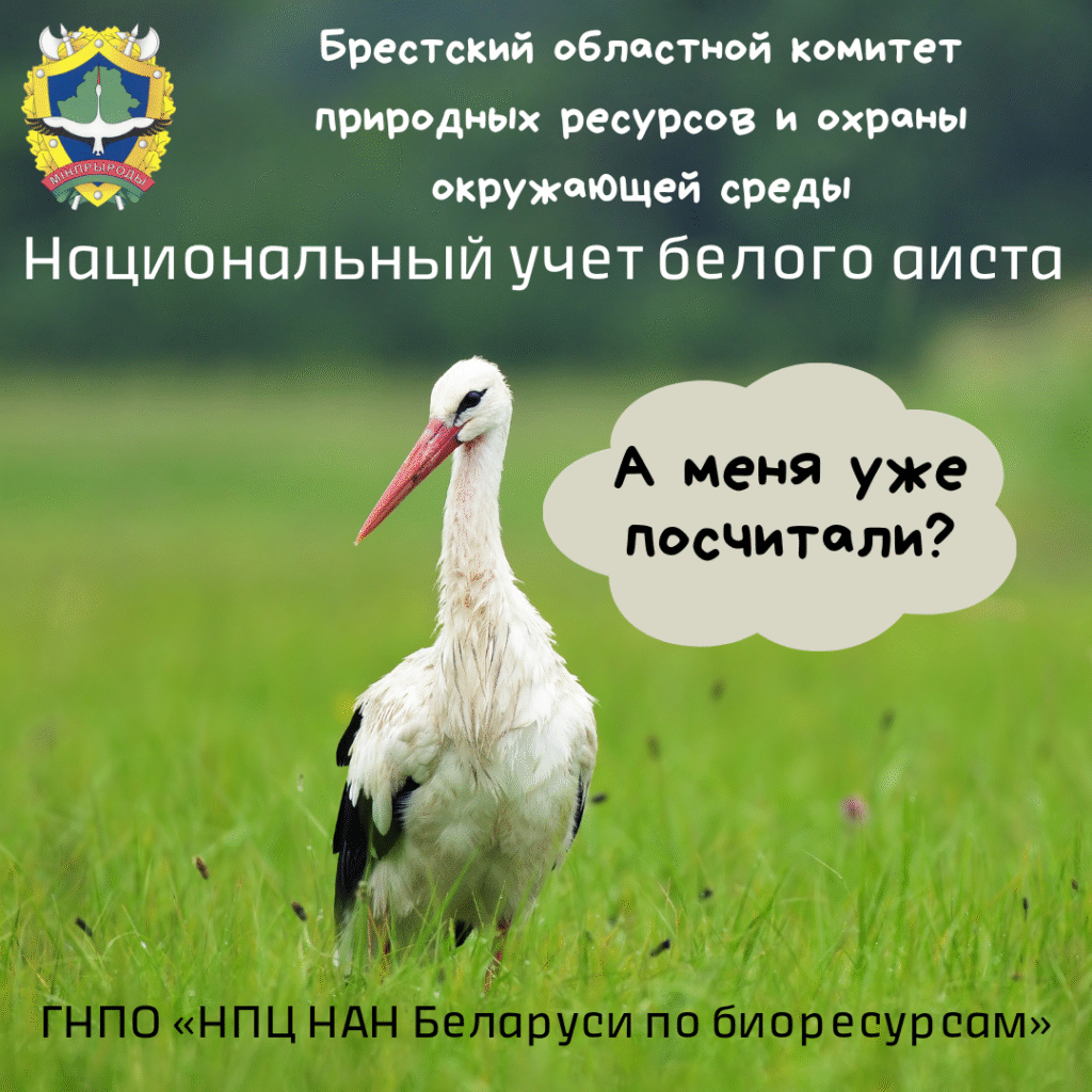 Национальный учет белого аиста