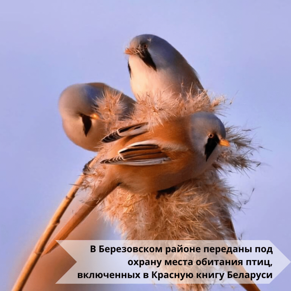 В Березовском районе переданы под охрану места обитания птиц, включенных в Красную книгу Беларуси