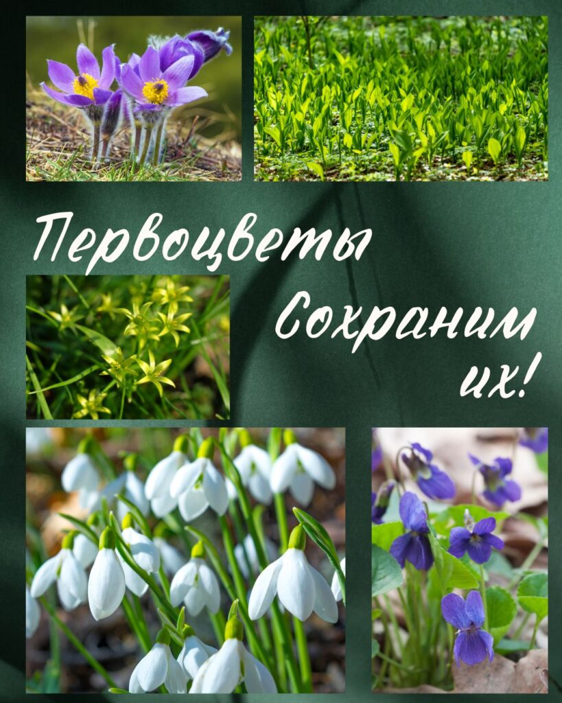 Первоцветы — яркие краски весны. Сохраните их!