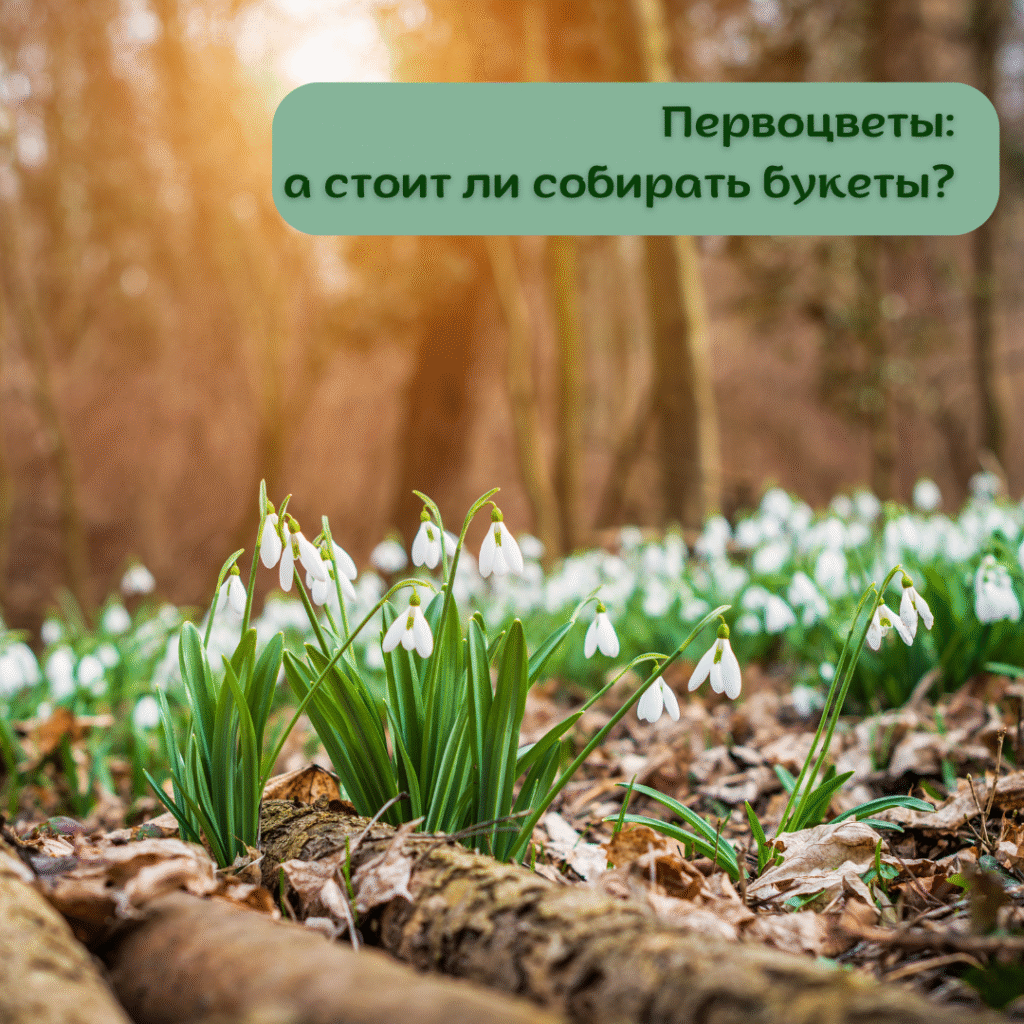 Первоцветы: а стоит ли собирать букет?