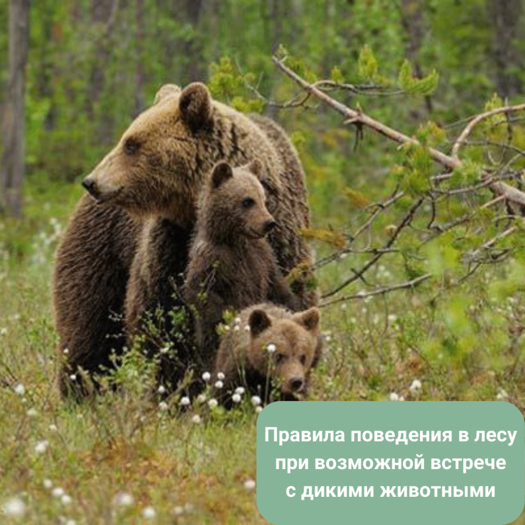 Правила поведения при встрече с дикими животными: памятки и рекомендации