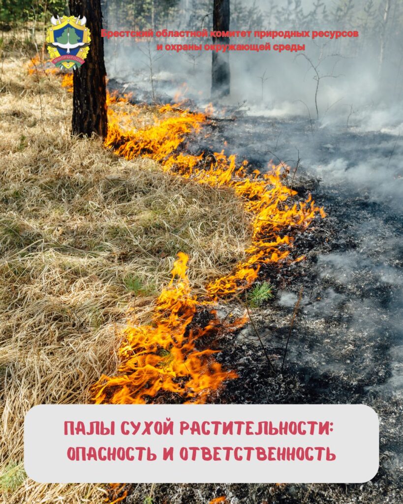 Палы сухой растительности: опасность и ответственность
