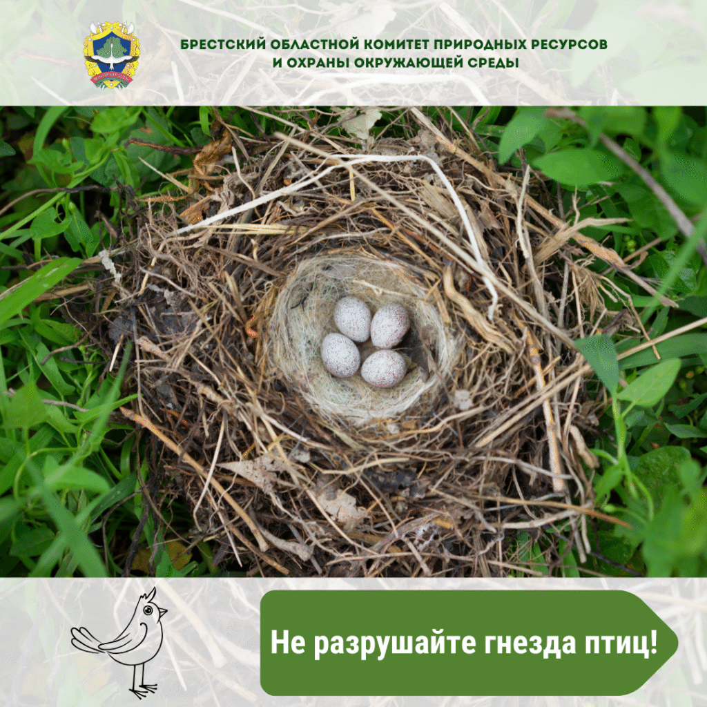 Не разрушайте гнезда птиц!