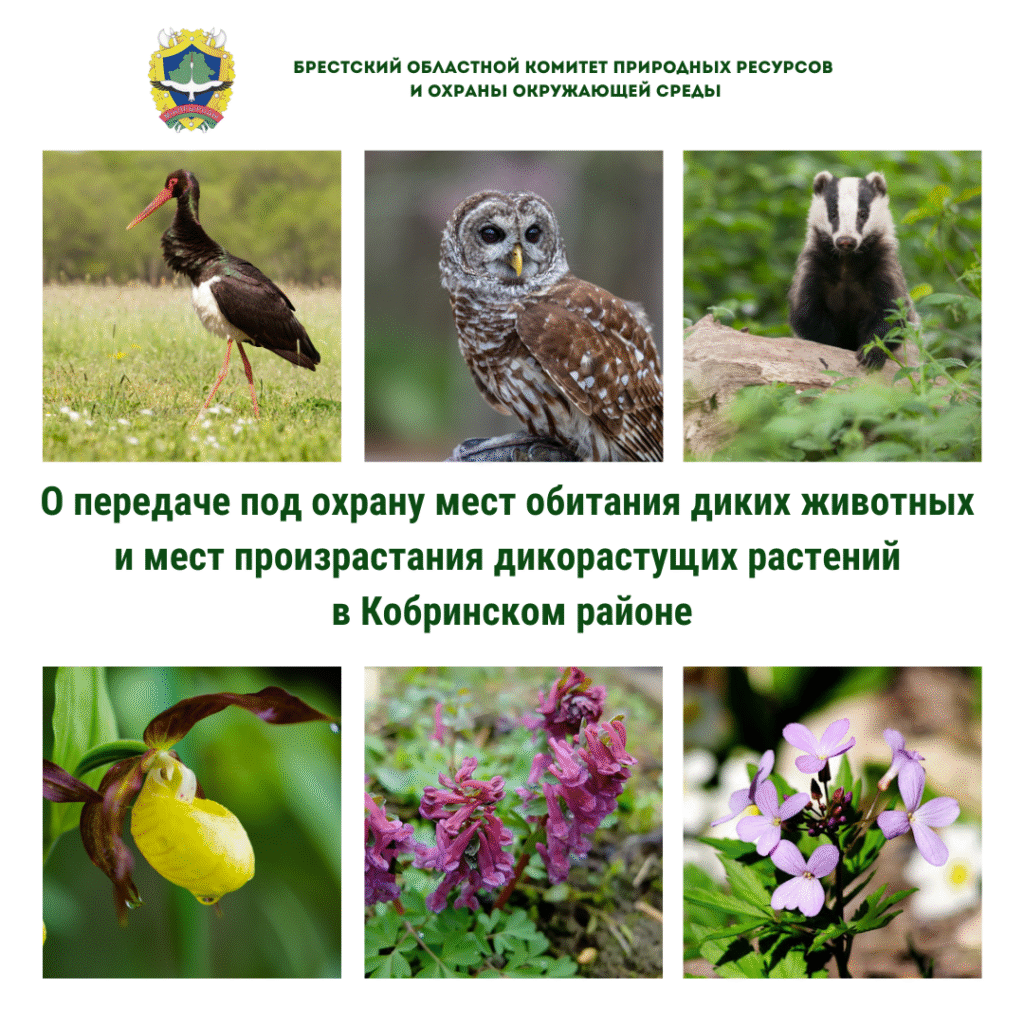 О передаче под охрану мест обитания диких животных и мест произрастания дикорастущих растений в Кобринском районе
