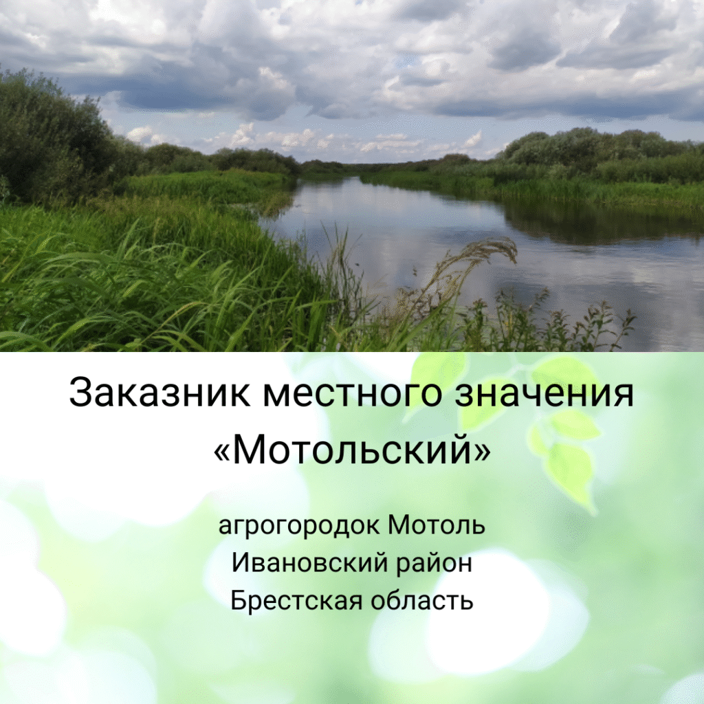В Брестской области появился заказник «Мотольский»
