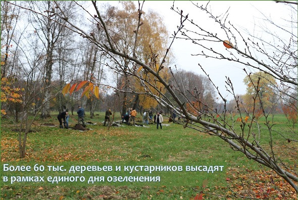 Более 60 тыс. деревьев и кустарников высадят в рамках единого дня озеленения
