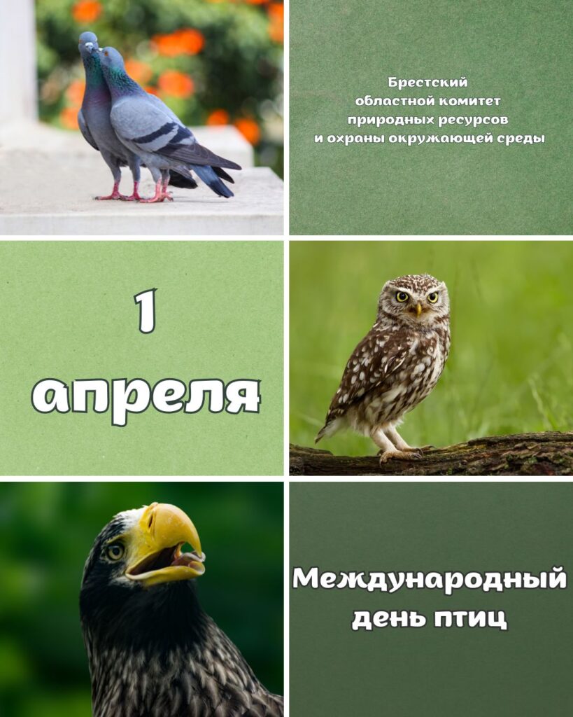 1 апреля — Международный день птиц