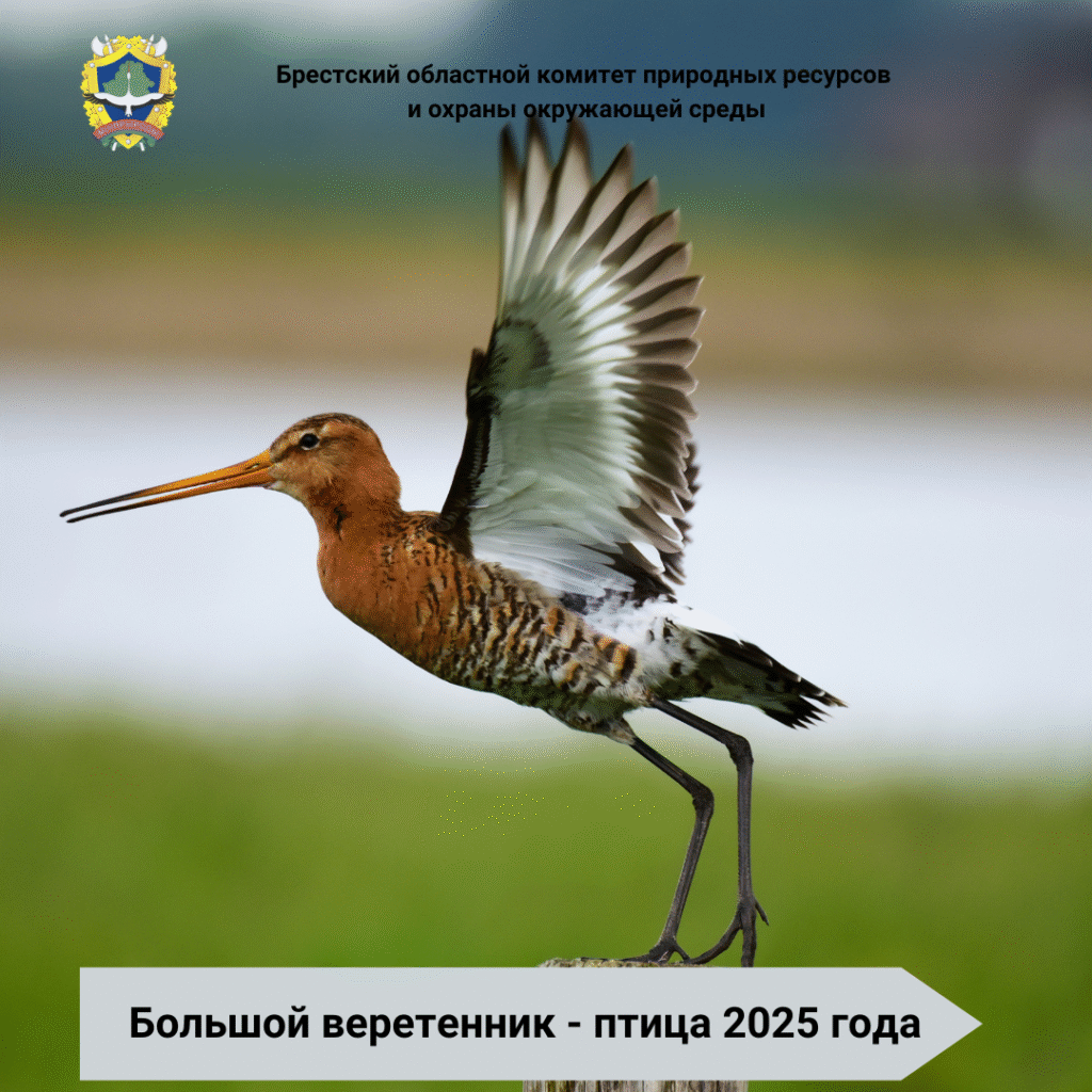 Птица 2025 года — большой веретенник