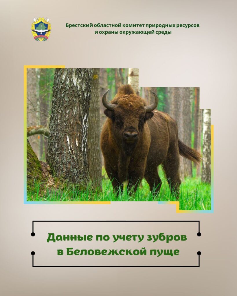 Данные по учету зубров в Беловежской пуще