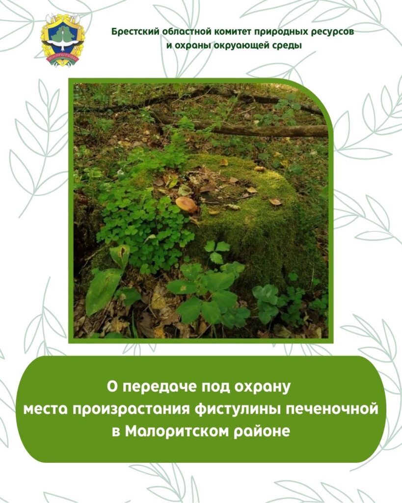 О передаче под охрану места произрастания фистулины печеночной в Малоритском районе