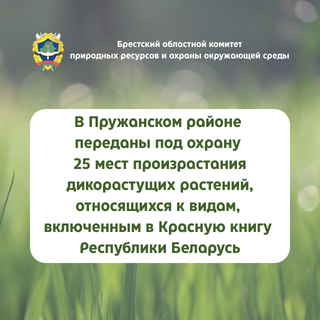 Передача под охрану мест произрастания дикорастущих растений, относящихся к видам, включенным в Красную книгу РБ в Пружанском районе