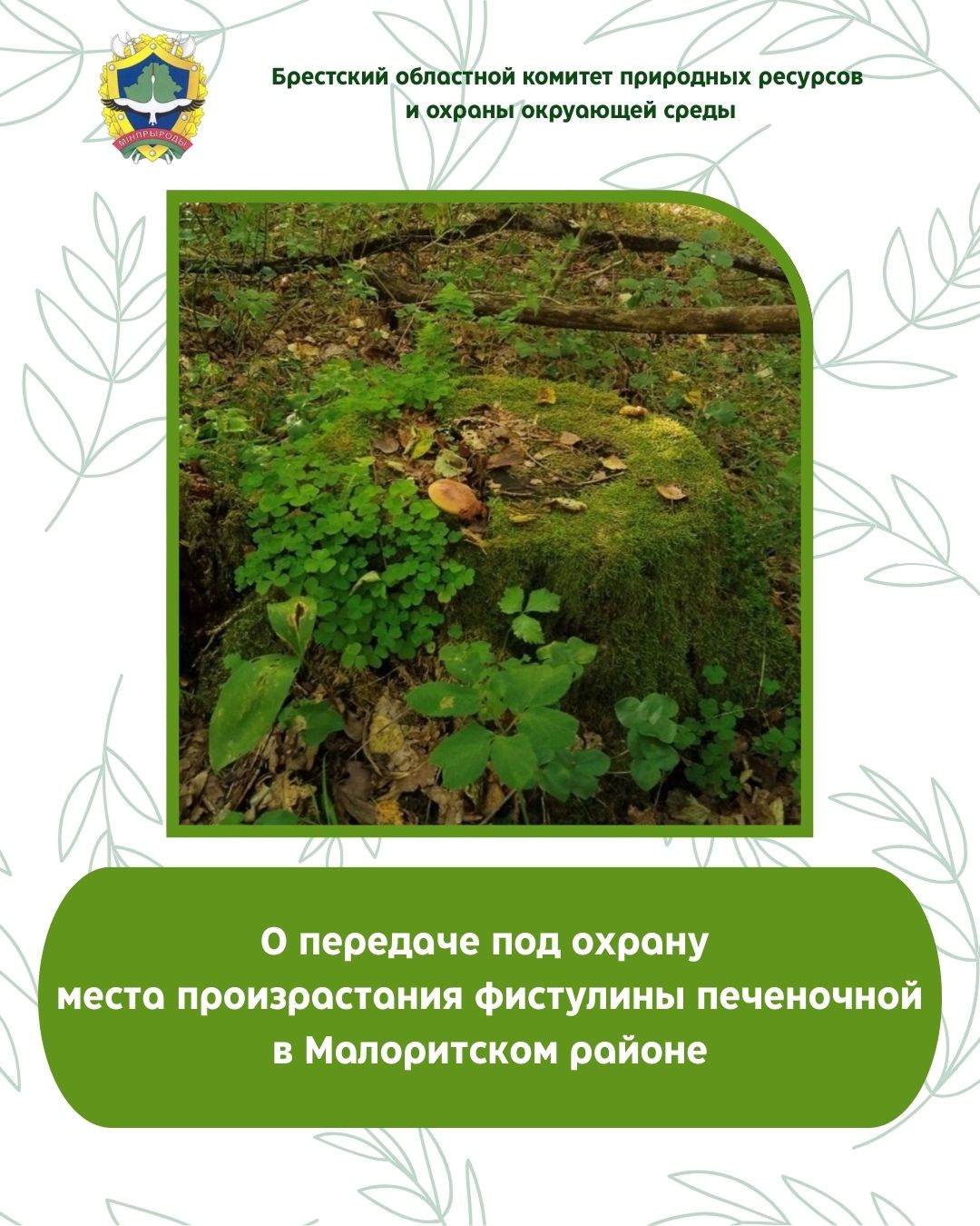 О передаче под охрану места произрастания фистулины печеночной в Малоритском районе