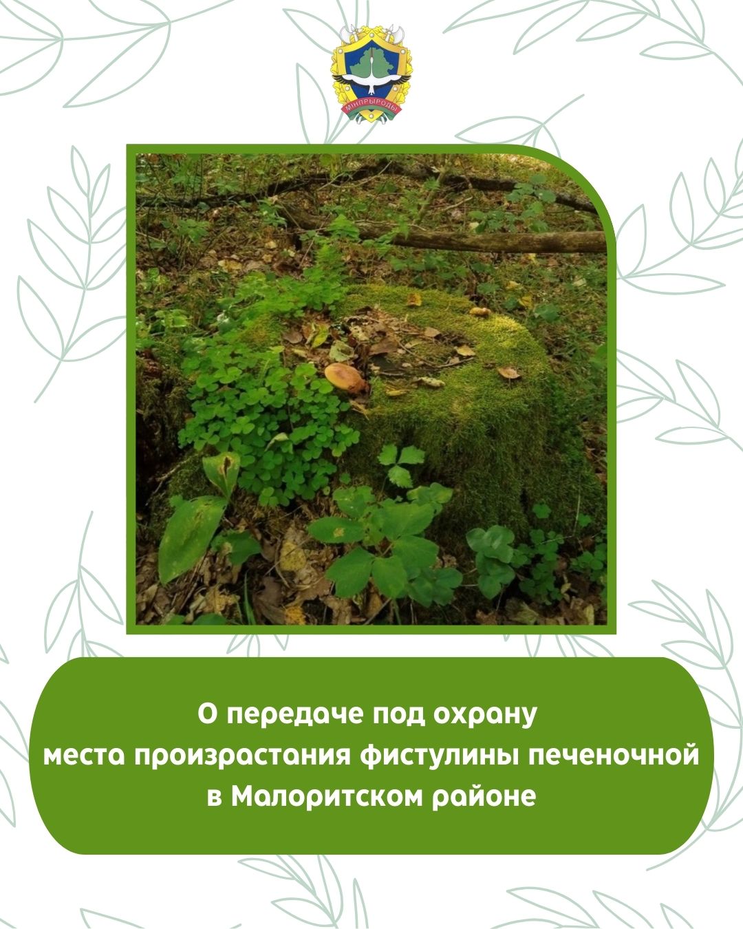 О передаче под охрану места произрастания фистулины печеночной в Малоритском районе