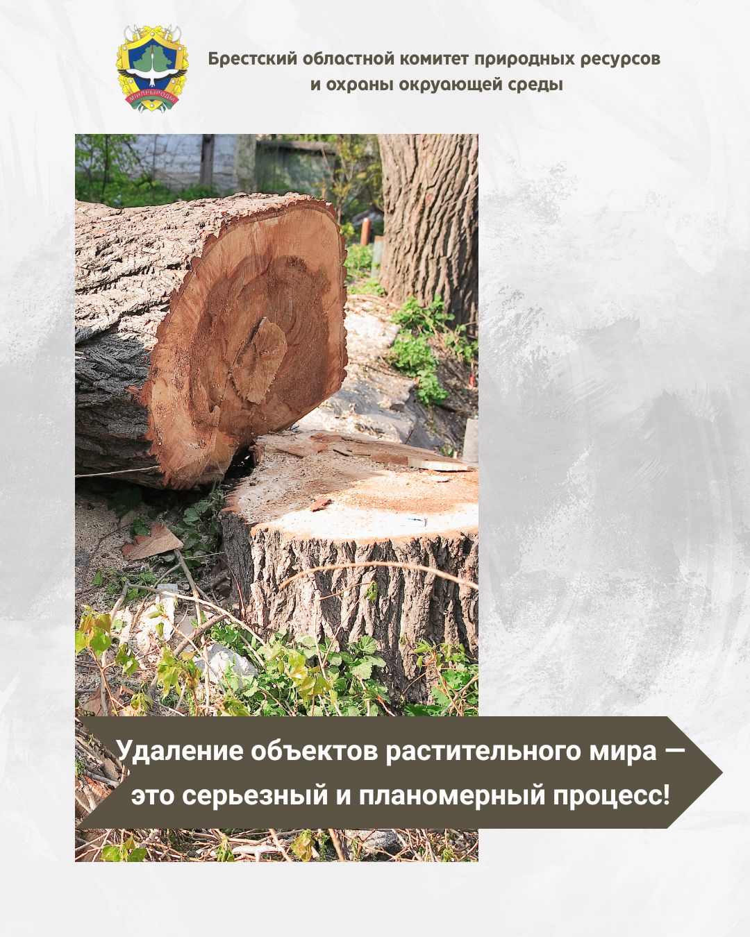 Удаление объектов растительного мира — это серьезный и планомерный процесс! (ВИДЕО)