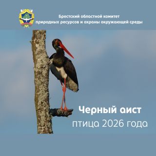 Птица 2026 года — черный аист