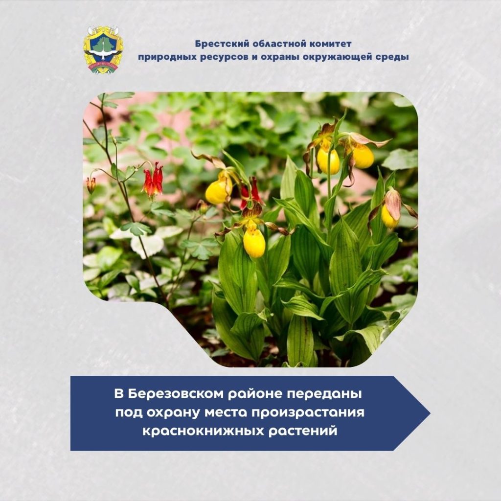 В Березовском районе переданы под охрану места произрастания краснокнижных растений