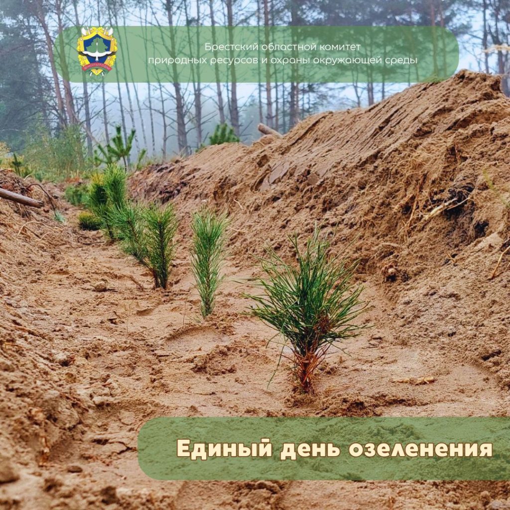 Единый день озеленения состоялся в Бресте и Брестской области