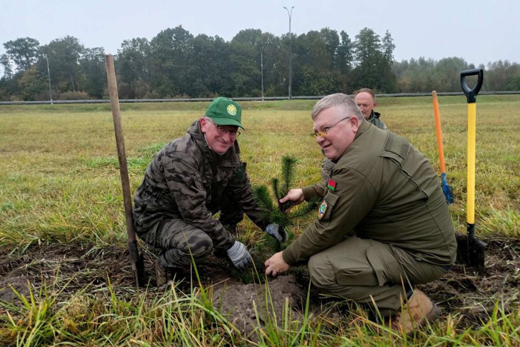 БЕЛТА: более 122 тысяч деревьев и кустарников планируют высадить в Брестской области в 2025 году