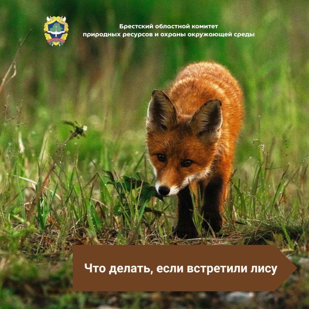 Что делать, если встретили лису