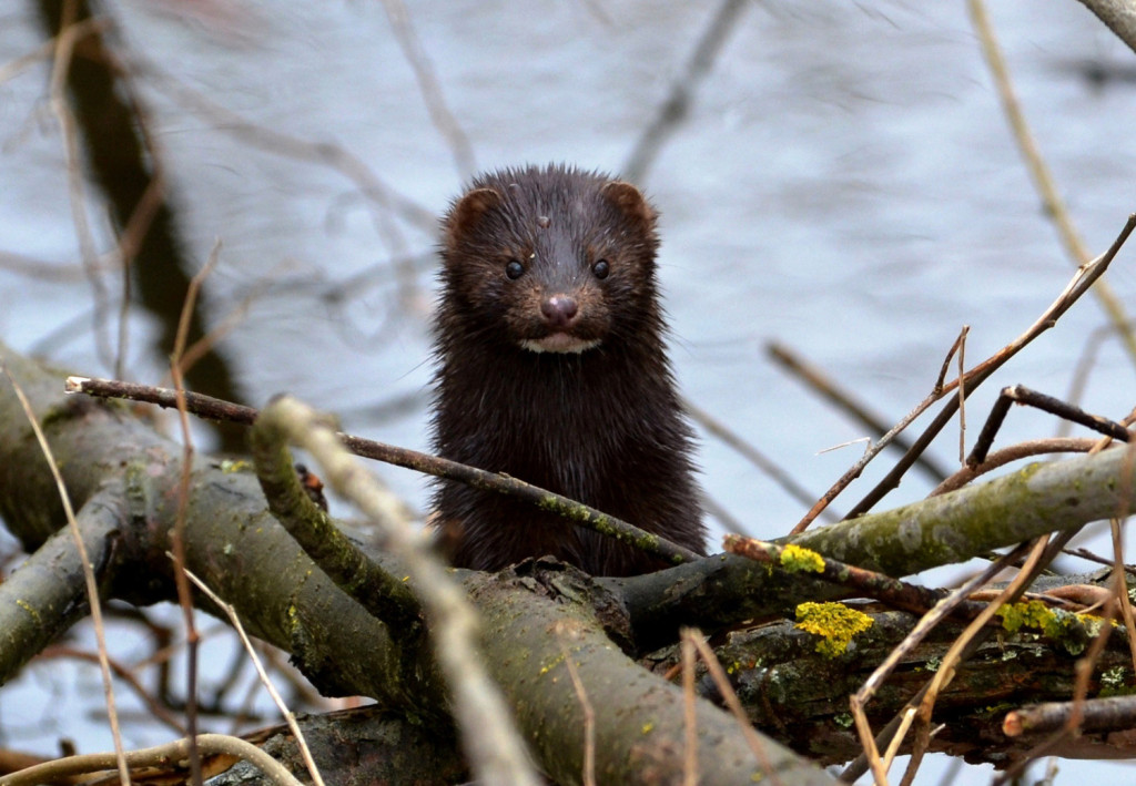 По решению Правительства преобразован республиканский заказник «Споровский»