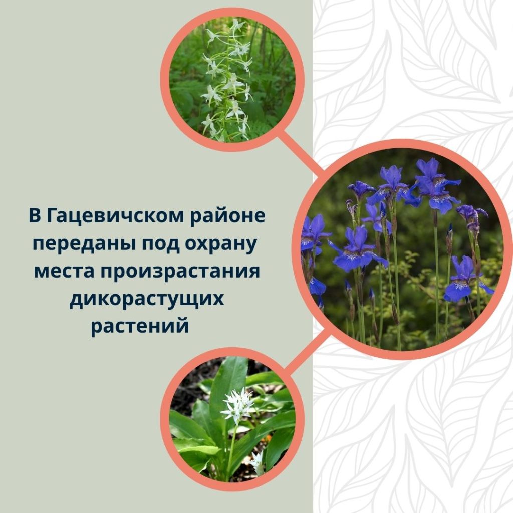 В Ганцевичском районе переданы под охрану места произрастания дикорастущих растений
