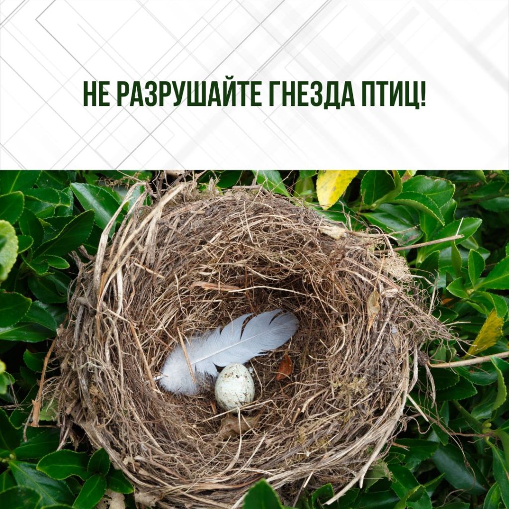 Не разрушайте гнезда птиц!