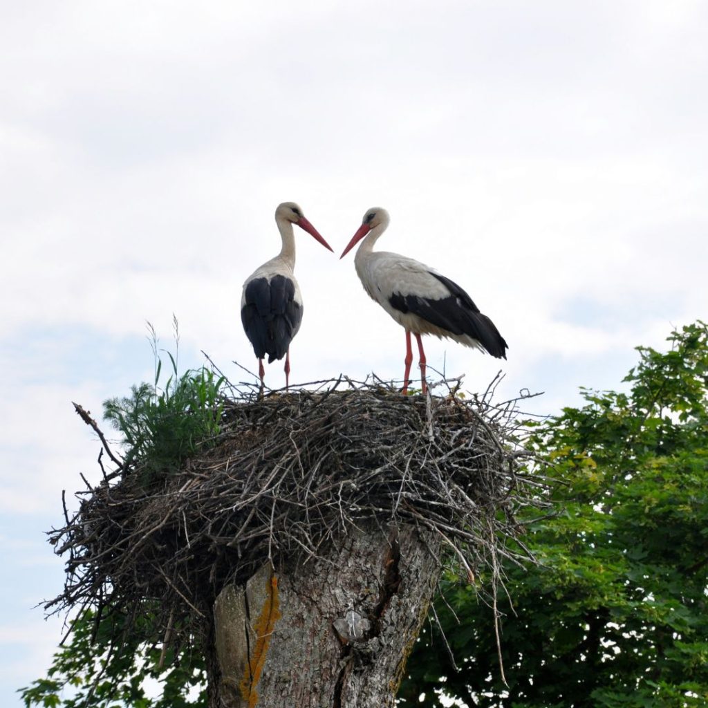 В Беларуси выросла популяция аистов