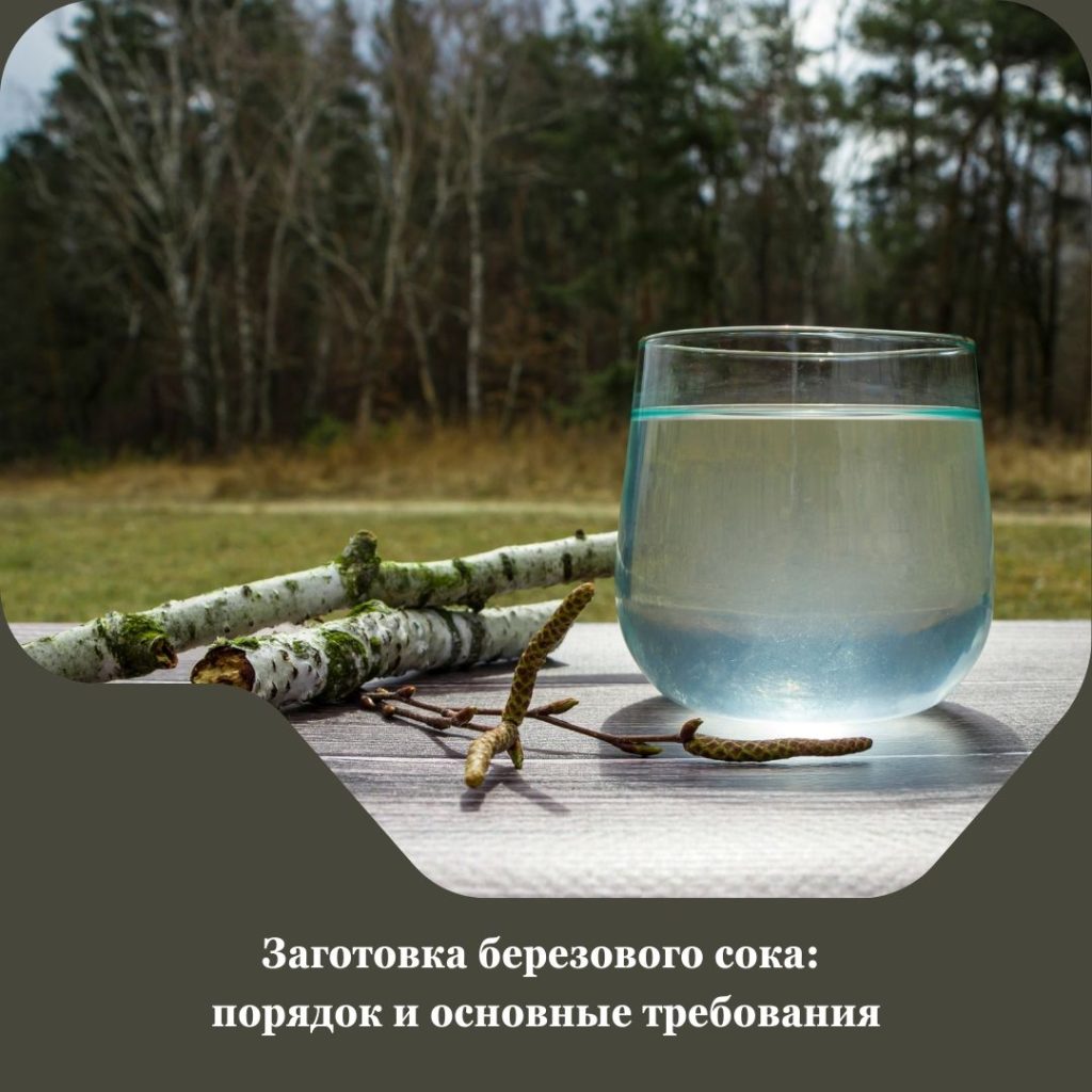 Заготовка березового сока: порядок, основные требования