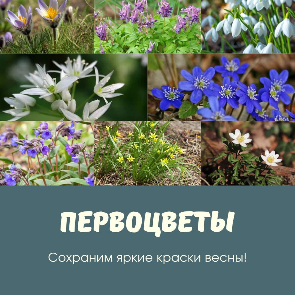 Сохраним яркие краски весны!