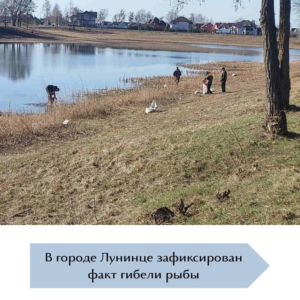 В городе Лунинце зафиксирован факт гибели рыбы