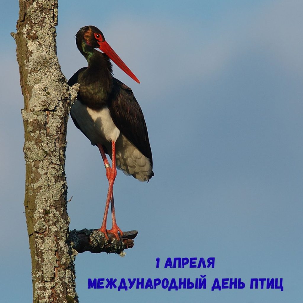 1 апреля — Международный день птиц