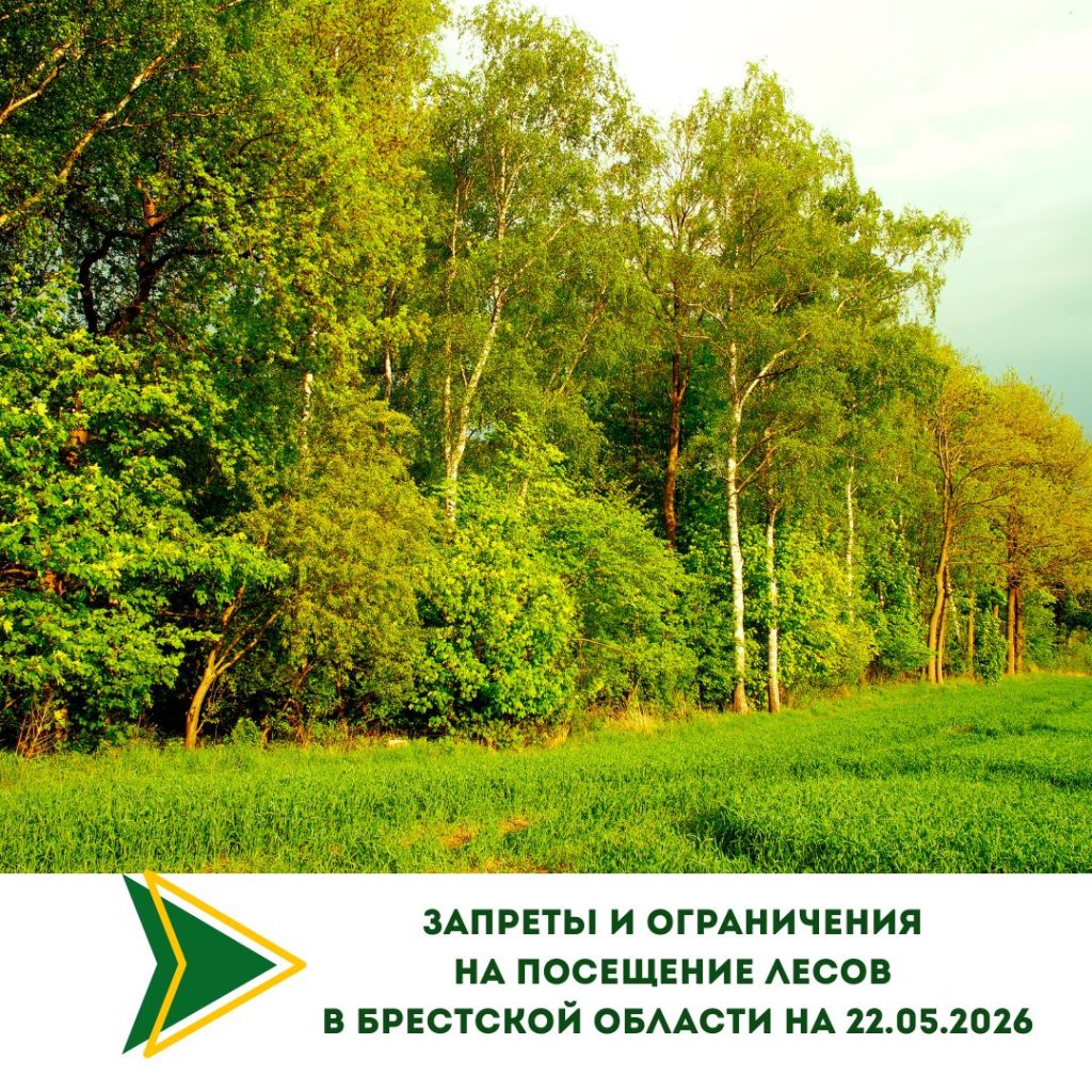 Запреты и ограничения на посещение лесов в Брестской области на 22.05.2026