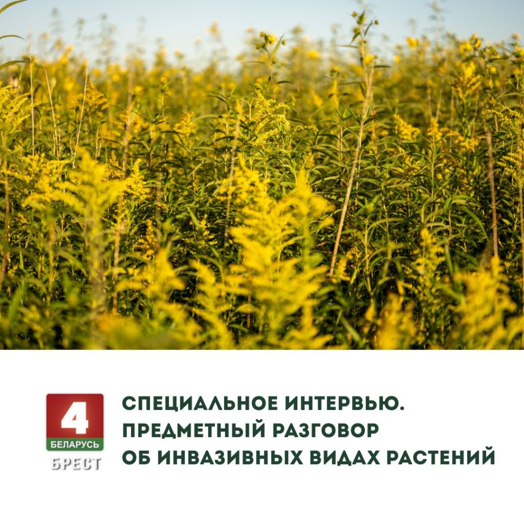 Специальное интервью. Предметный разговор об инвазивных видах растений (ВИДЕО)