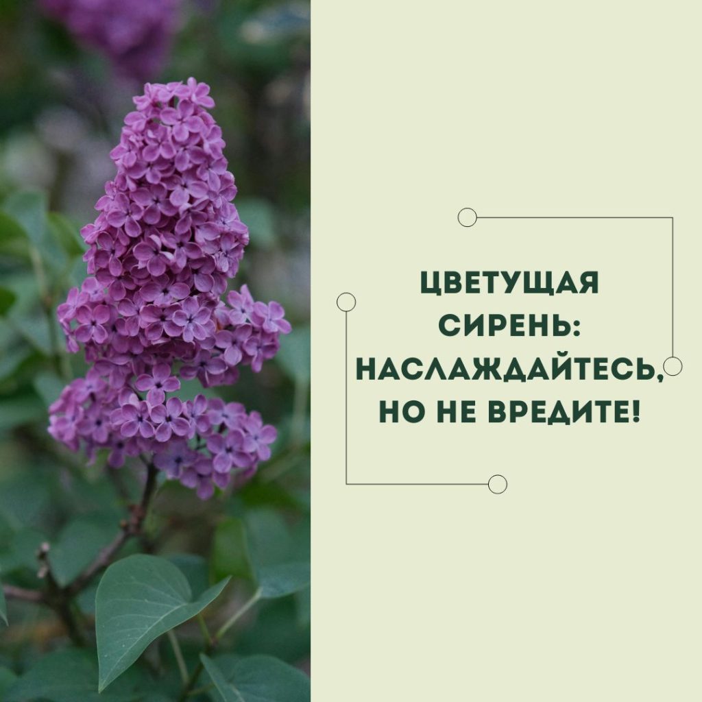 Цветущая сирень: наслаждайтесь, но не вредите!