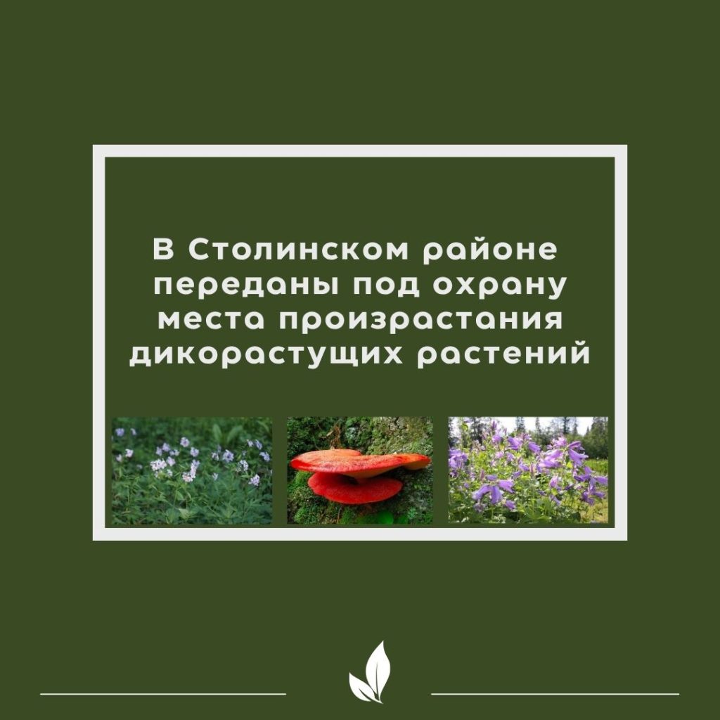 В Столинском районе переданы под охрану места произрастания дикорастущих растений