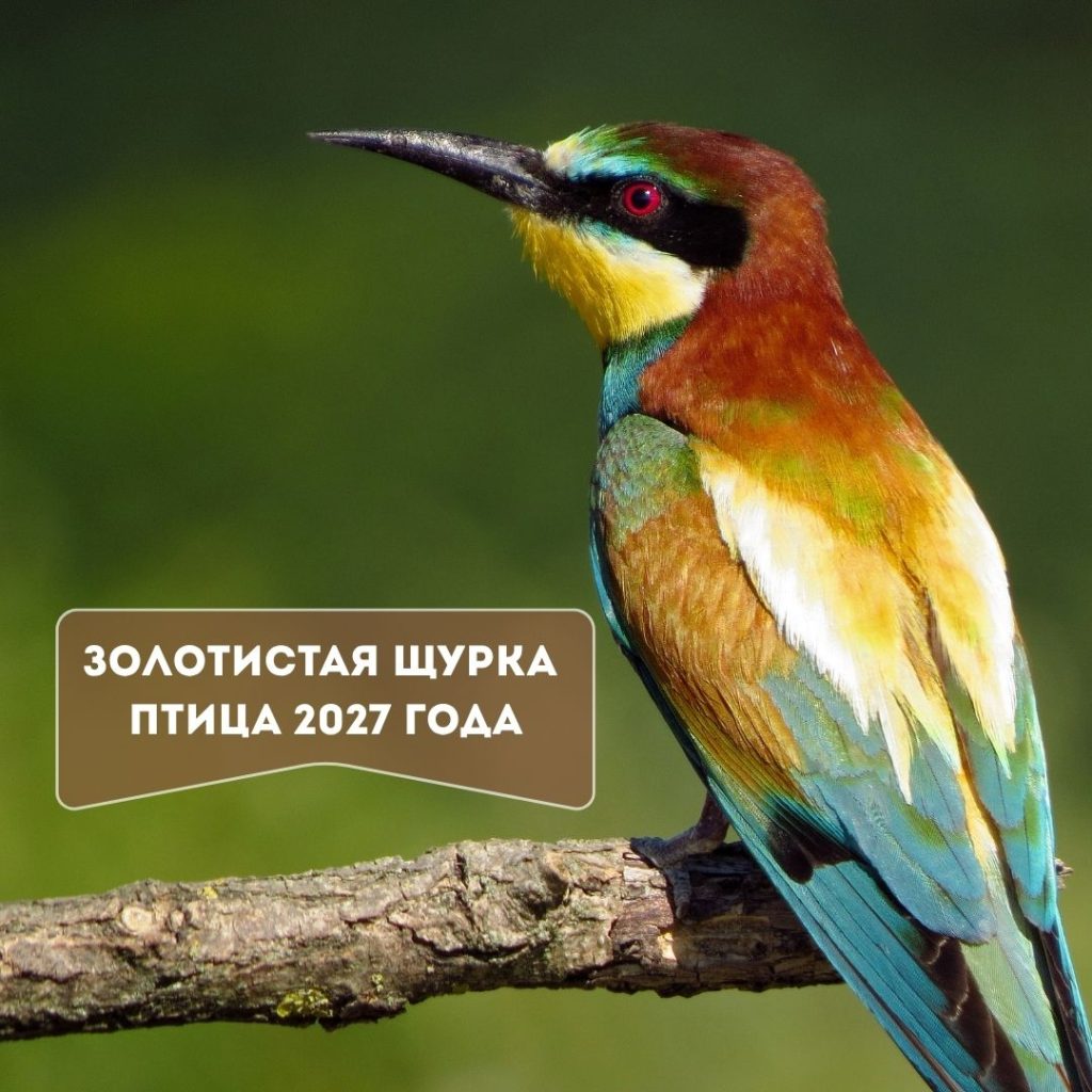 Птица 2027 года — золотистая щурка