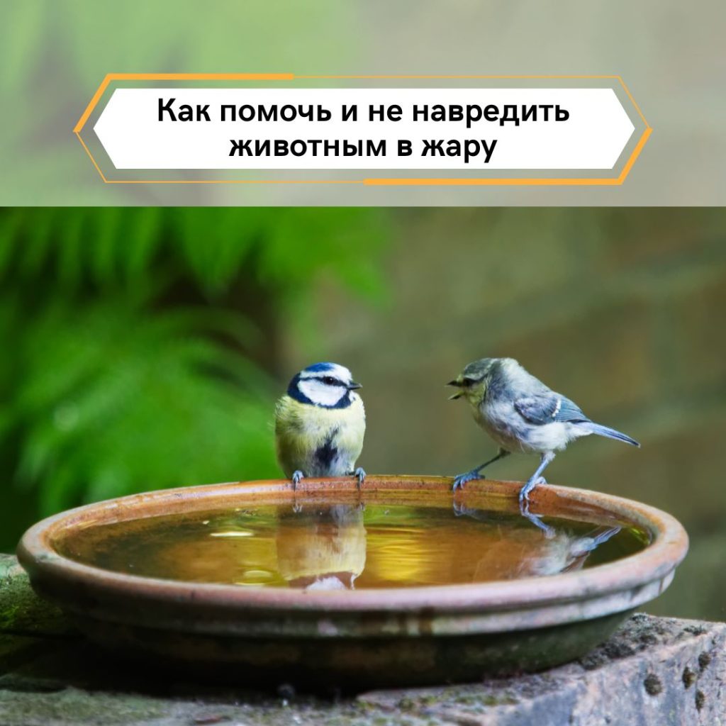 Как помочь и не навредить животным в жару