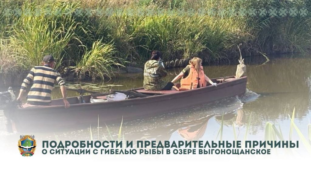 Минприроды информирует о ситуации с гибелью рыбы в озере Выгонощанское: подробности и предварительные причины