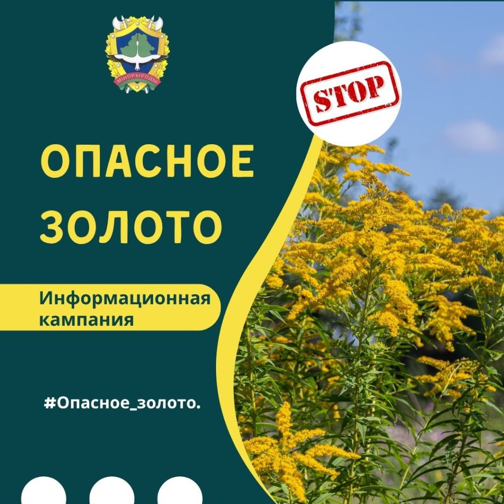 Дан старт информационной кампании «Опасное золото»